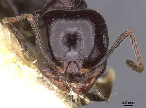 Messor grandinidus - CASENT0913222