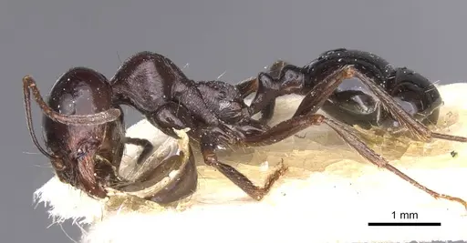 Messor grandinidus - CASENT0913222