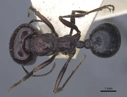 Messor grandinidus - CASENT0916933