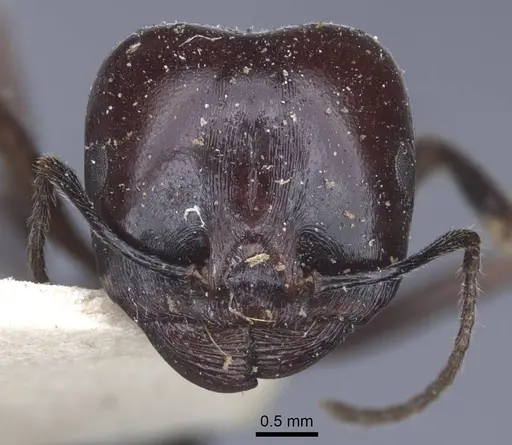 Messor grandinidus - CASENT0916933