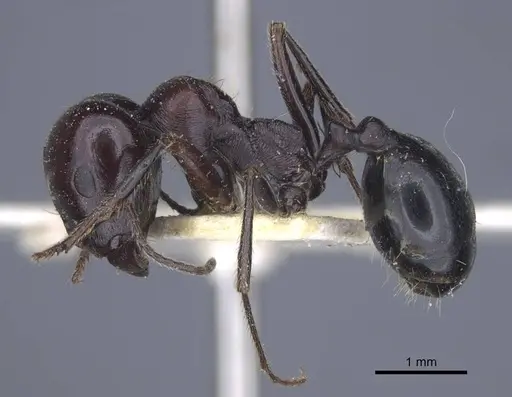 Messor grandinidus - CASENT0916933