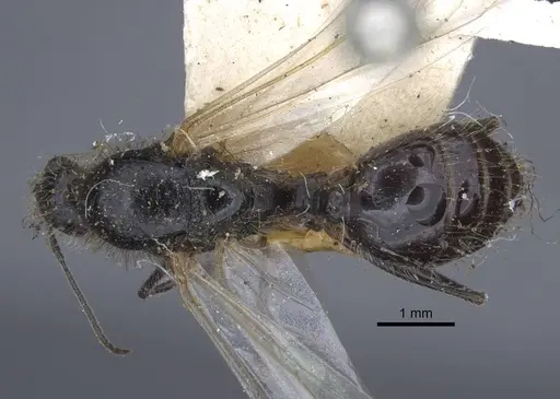 Messor grandinidus - CASENT0916934