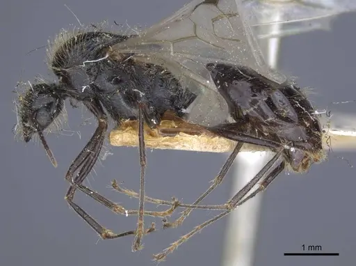 Messor grandinidus - CASENT0916934