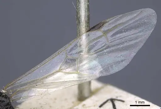 Messor grandinidus - CASENT0916934