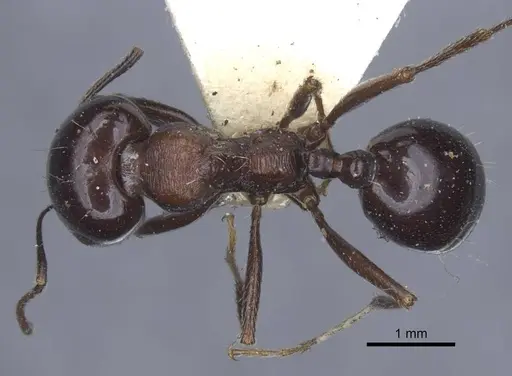 Messor grandinidus - CASENT0916935