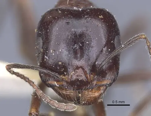 Messor grandinidus - CASENT0916935