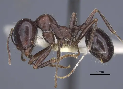 Messor grandinidus - CASENT0916935