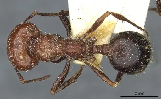 Messor hebraeus specimen