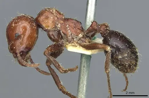 Messor hebraeus specimen