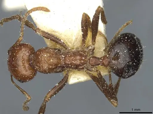 Messor hebraeus - CASENT0913185