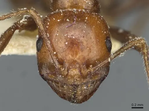 Messor hebraeus - CASENT0913185