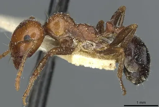 Messor hebraeus - CASENT0913185