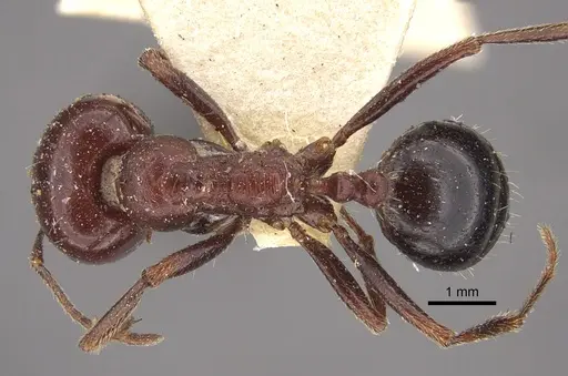 Messor hebraeus - CASENT0917757