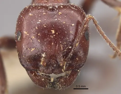 Messor hebraeus - CASENT0917757