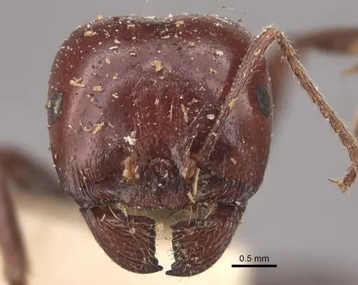 Messor hebraeus - CASENT0917757