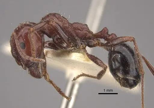 Messor hebraeus - CASENT0917757