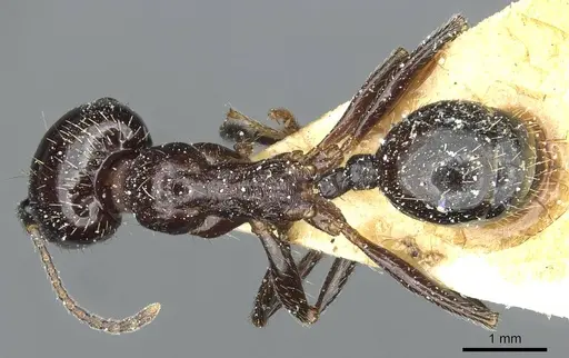 Messor hellenius specimen