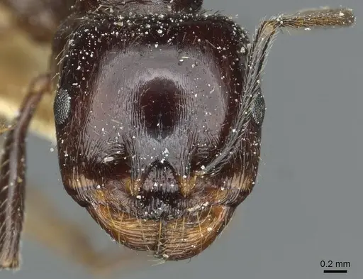 Messor hellenius specimen