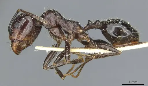 Messor hellenius specimen