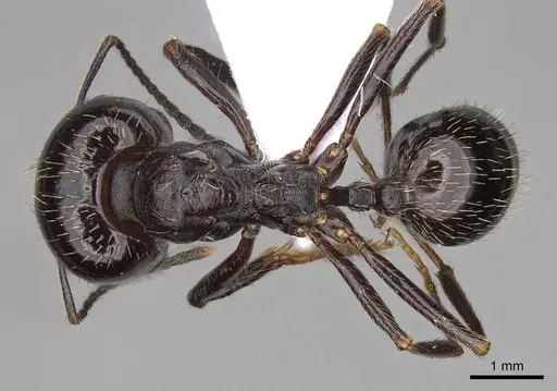 Messor hellenius - CASENT0914583