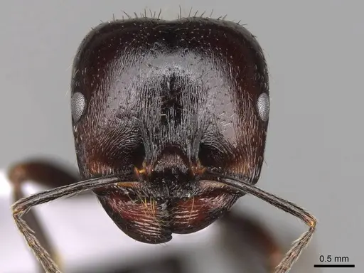 Messor hellenius - CASENT0914583