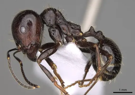 Messor hellenius - CASENT0914583