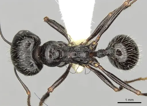 Messor himalayanus specimen