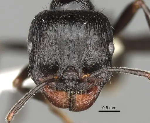 Messor himalayanus specimen