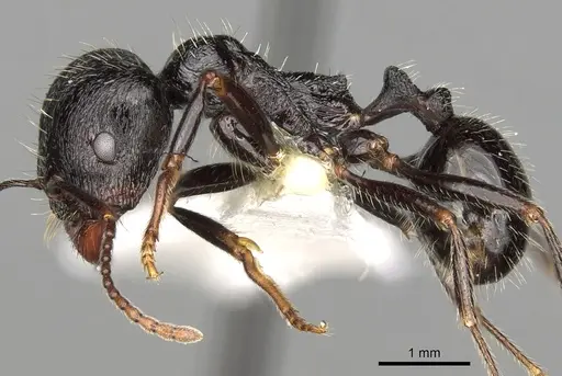 Messor himalayanus specimen