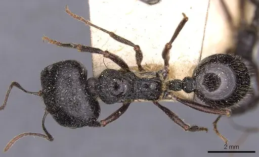 Messor himalayanus - CASENT0907719