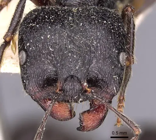 Messor himalayanus - CASENT0907719