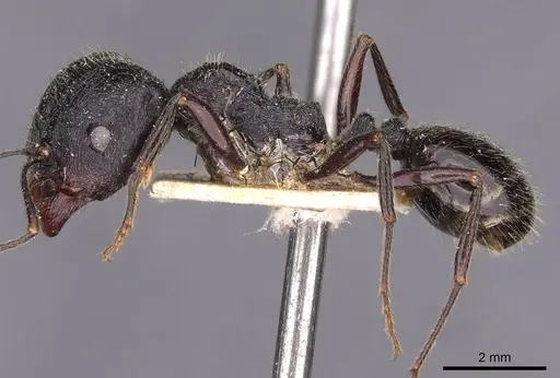 Messor himalayanus - CASENT0907719