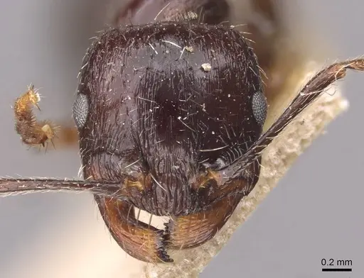 Messor himalayanus - CASENT0907720