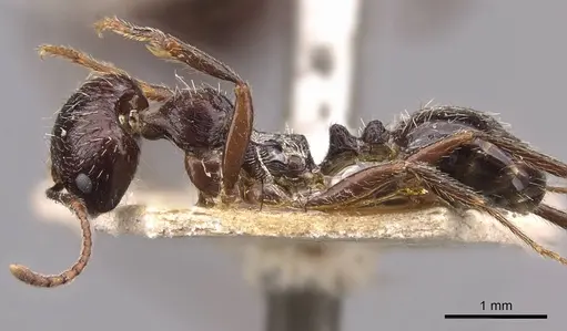 Messor himalayanus - CASENT0907720