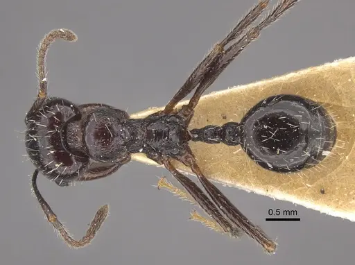 Messor himalayanus - CASENT0917753