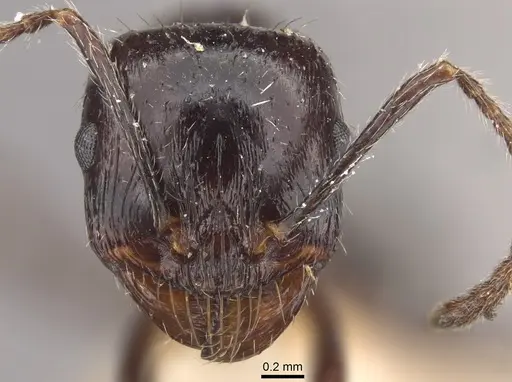 Messor himalayanus - CASENT0917753