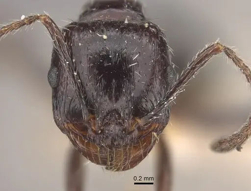 Messor himalayanus - CASENT0917753