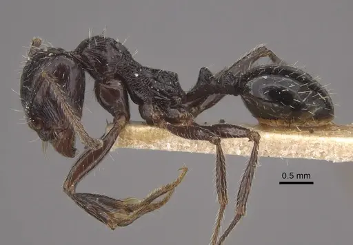 Messor himalayanus - CASENT0917753