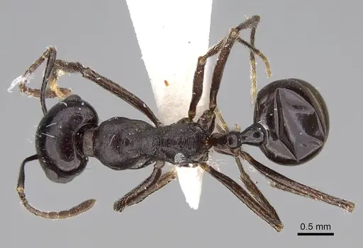 Messor hismai specimen