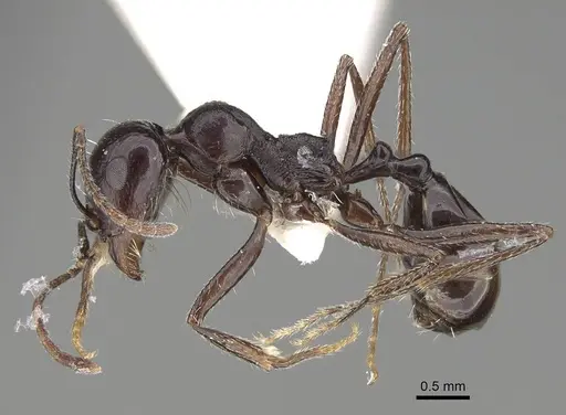Messor hismai specimen
