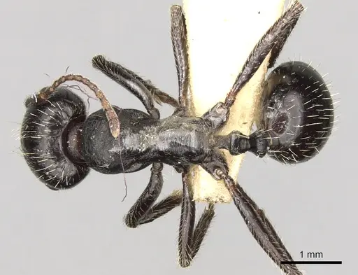 Messor hispanicus specimen