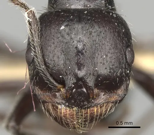 Messor hispanicus specimen