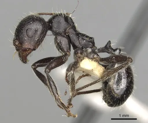 Messor hispanicus specimen