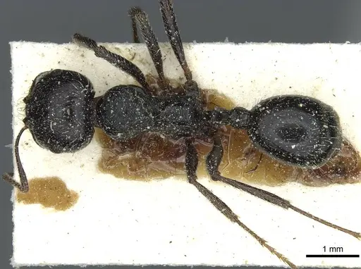 Messor hispanicus - CASENT0913187