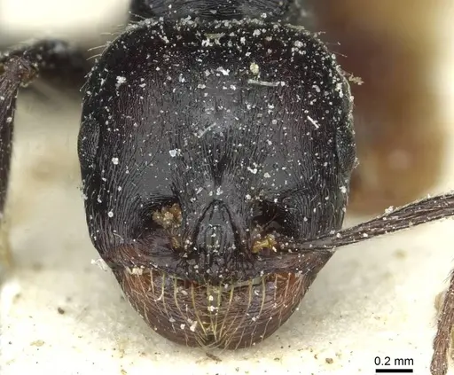 Messor hispanicus - CASENT0913187