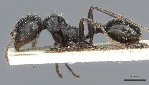 Messor hispanicus - CASENT0913187