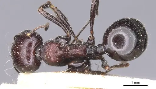 Messor hoggarensis specimen