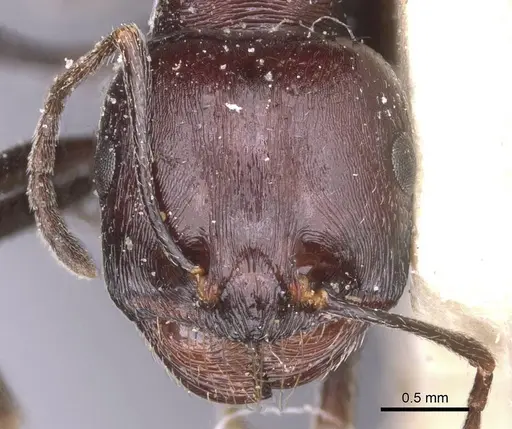 Messor hoggarensis specimen