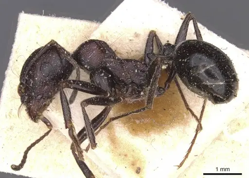 Messor hoggarensis specimen