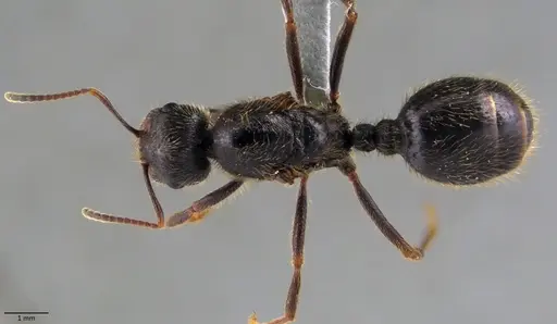 Messor ibericus specimen